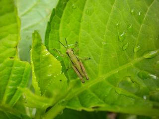 梅雨明け　藤井