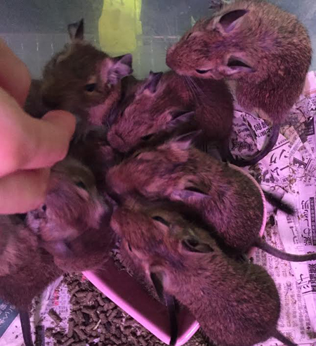 degu