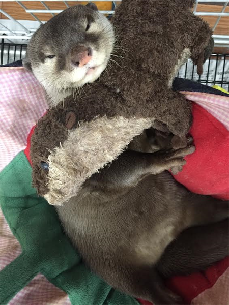 カワウソのきなこ　お休み中