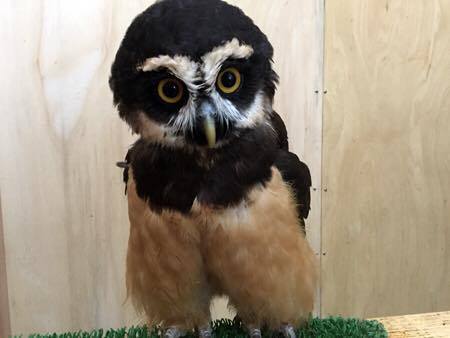 メガネフクロウ(Spectacled Owl)