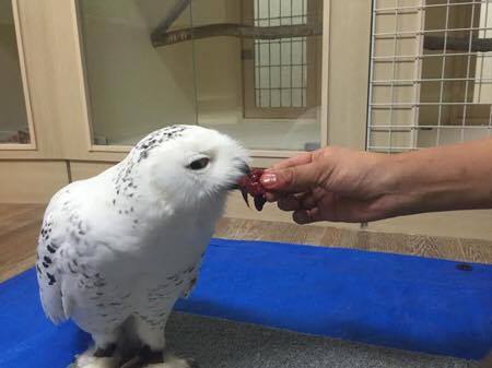 バケちゃんのお食事！