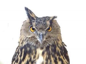 ミミズクの羽角は何の為?? | 動物プロダクション SCIENCE FACTORY ltd.