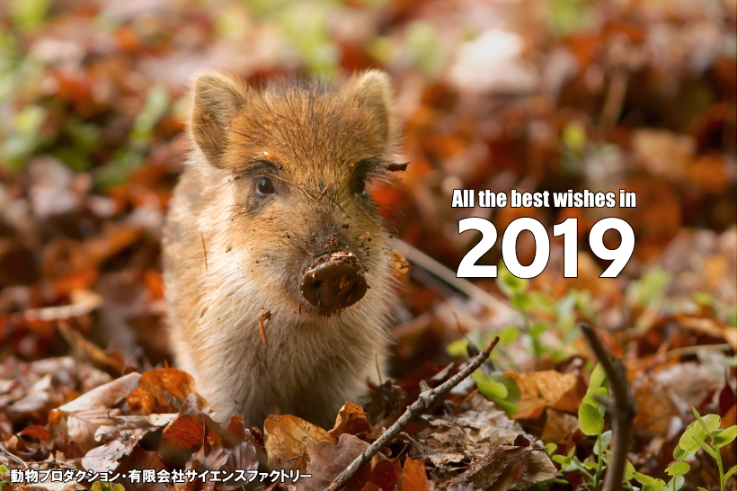 2019 謹賀新年