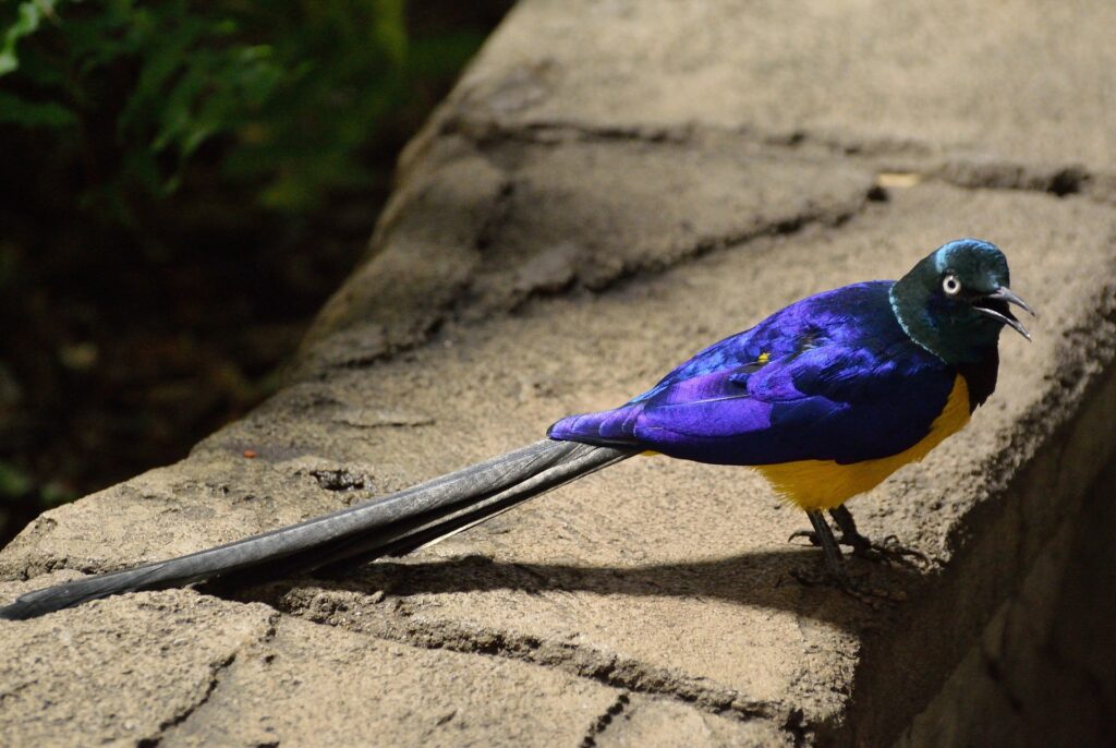 long-tailed-glossy-starling-g33bbbbb7f_1920