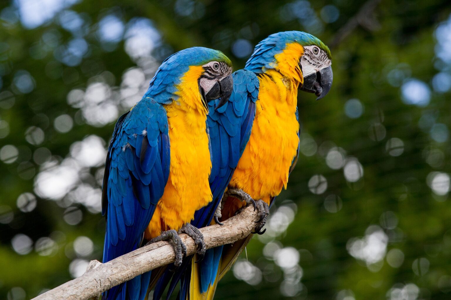 macaw-gd8be732d7_1920