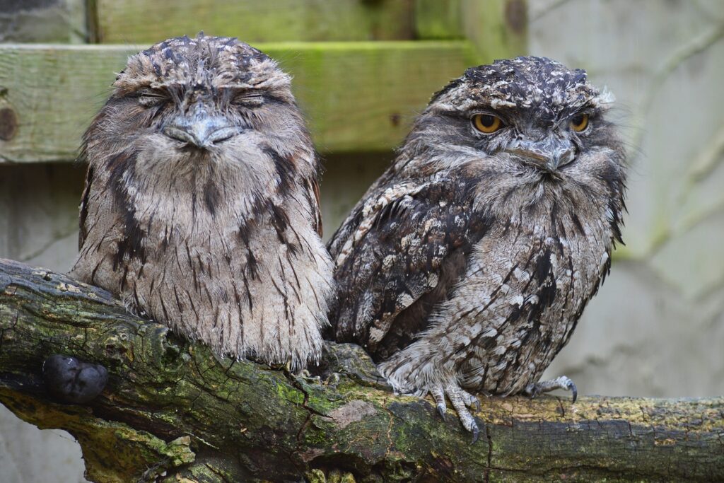 tawny-frogmouth-owl-g14d85558e_1920