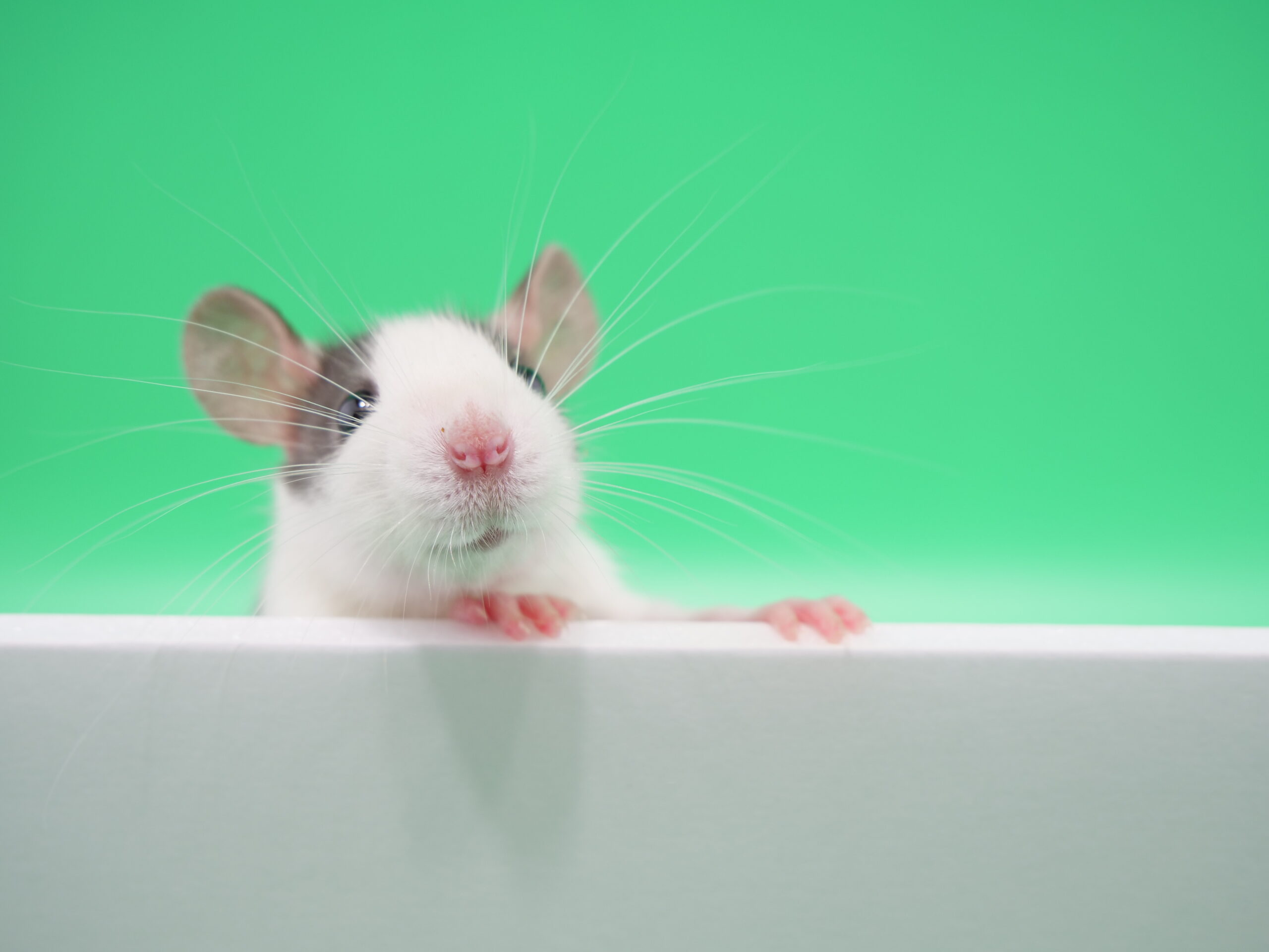 Youtubeに「トリッキーラット 世界征服を夢見るねずみ達」登場