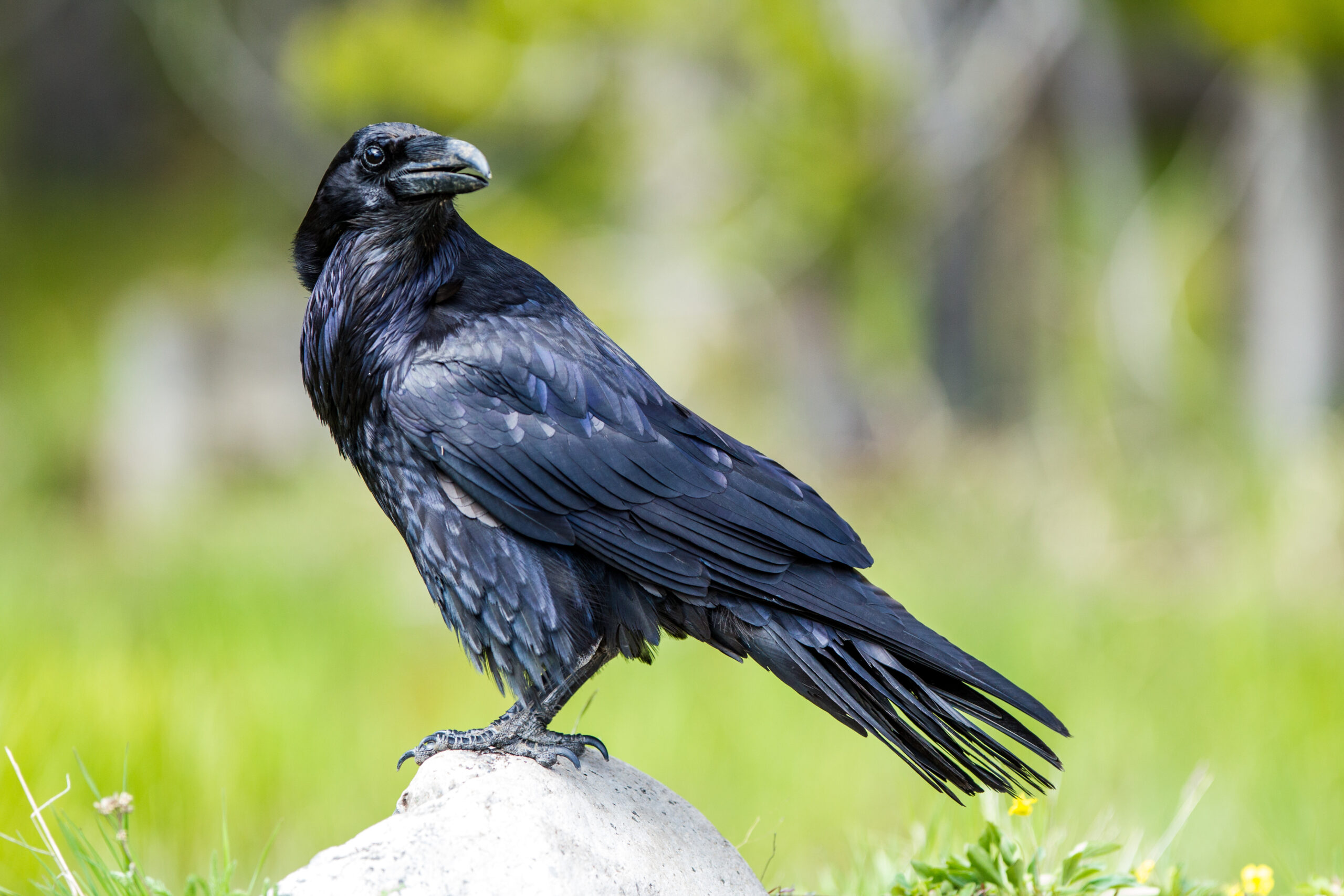 カラスの鳴く回数には意味がある。