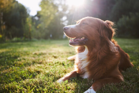 犬と歩く、森の道─ペットと楽しむ“野生のリトリート”体験 自然と共に過ごすペット同伴型宿泊施設の魅力