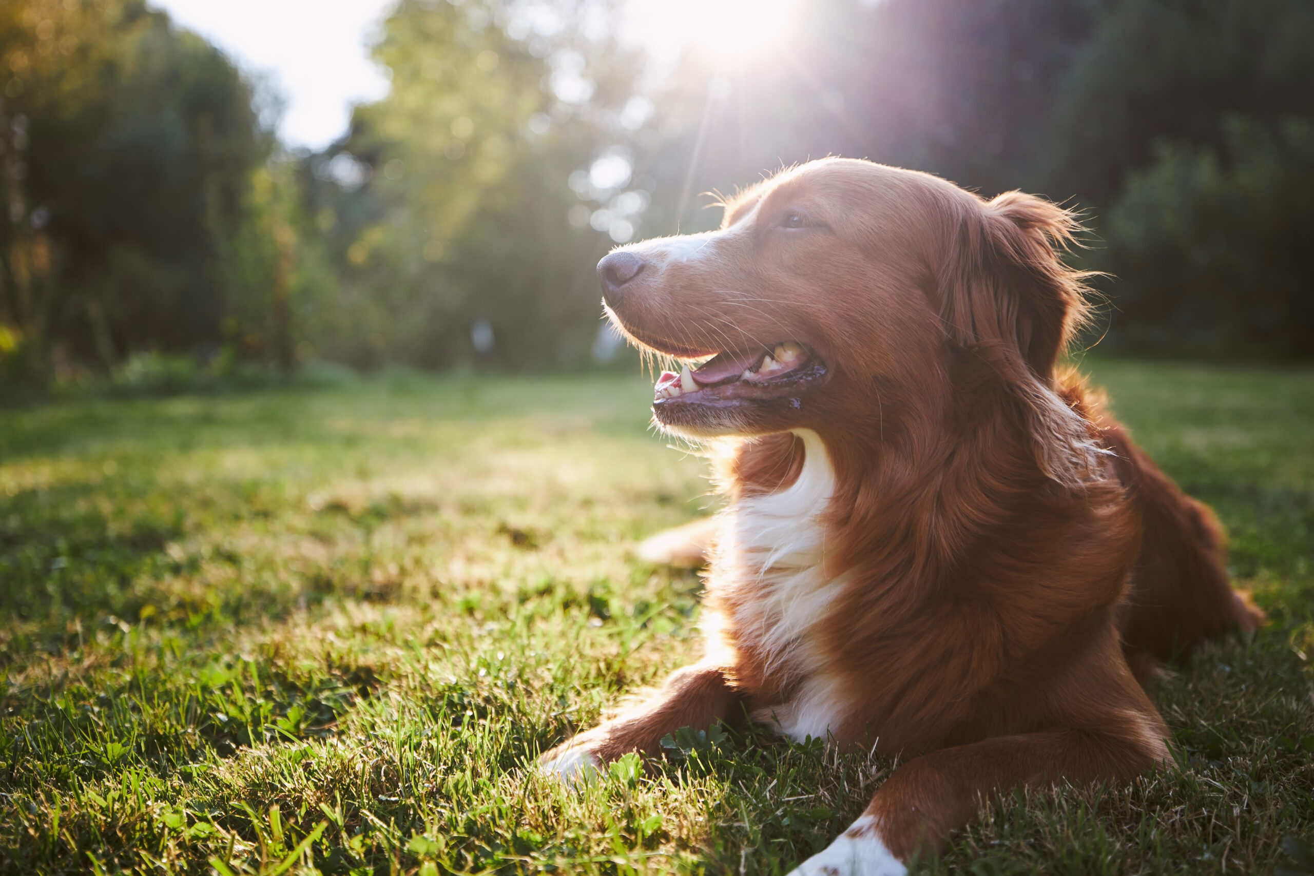 犬と歩く、森の道─ペットと楽しむ“野生のリトリート”体験 自然と共に過ごすペット同伴型宿泊施設の魅力