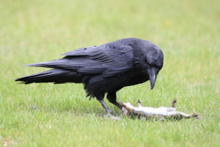 【動物行動学で解説】カラスの鳴き声に「方言」がある？地域差と理由を徹底解説