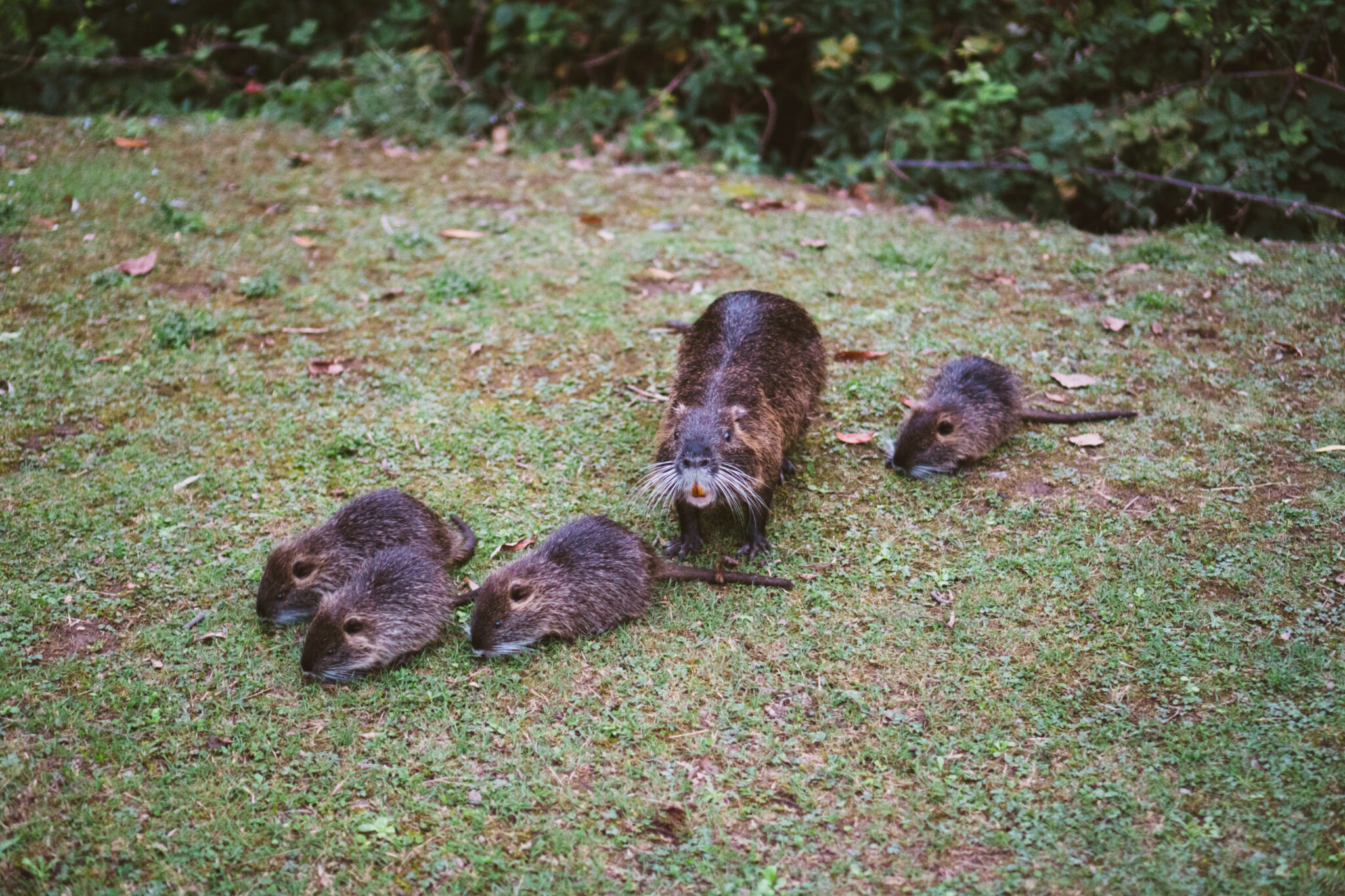 ヌートリア問題から考える … 外来種と人間の関係を問い直す | 動物プロダクション SCIENCE FACTORY ltd.