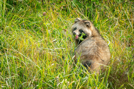 タヌキやカラスに血液型はあるのか？｜野生動物の血液型が分類されない本当の理由