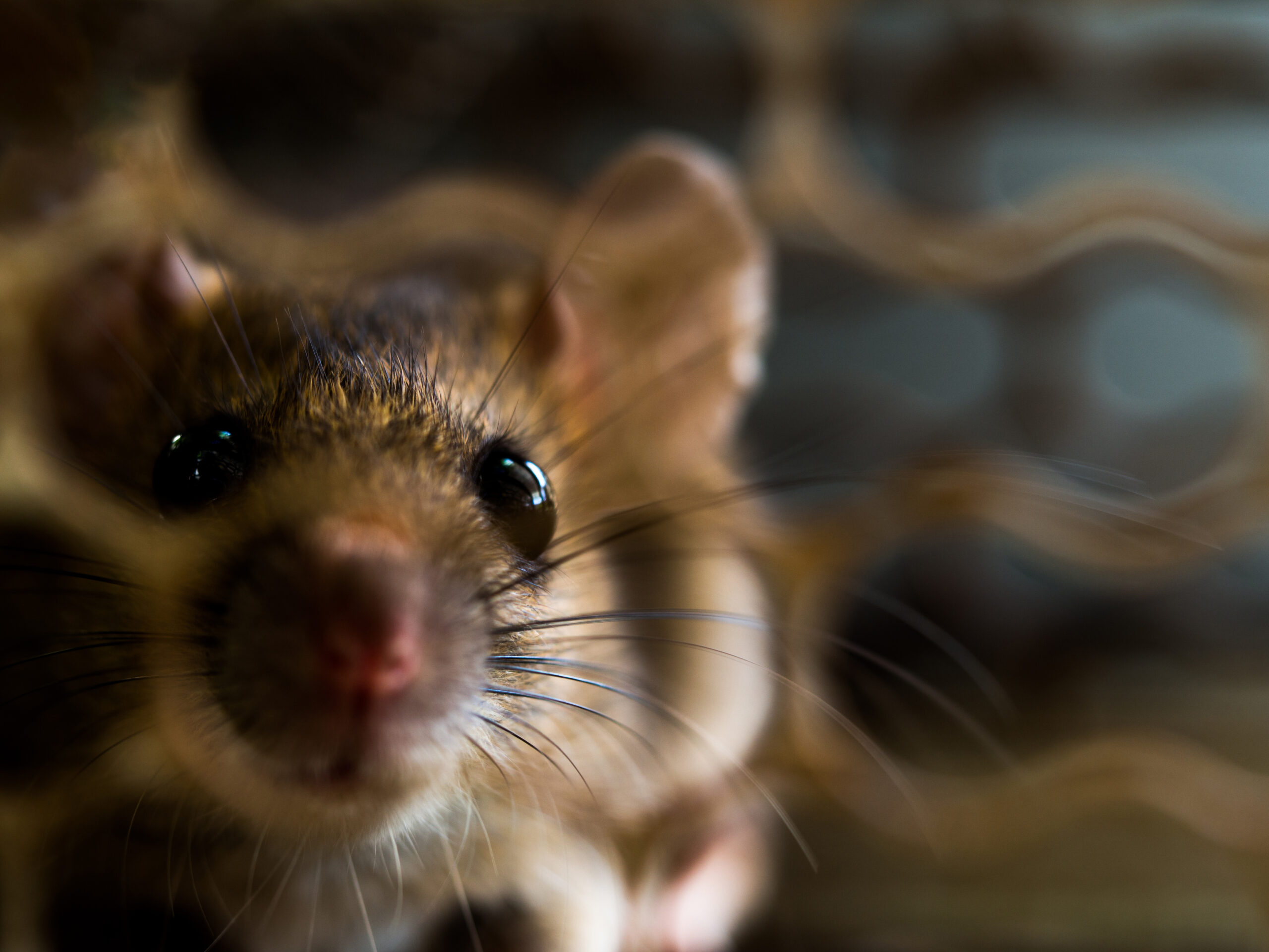見えている世界が違う!? 動物の体感時間と行動の秘密