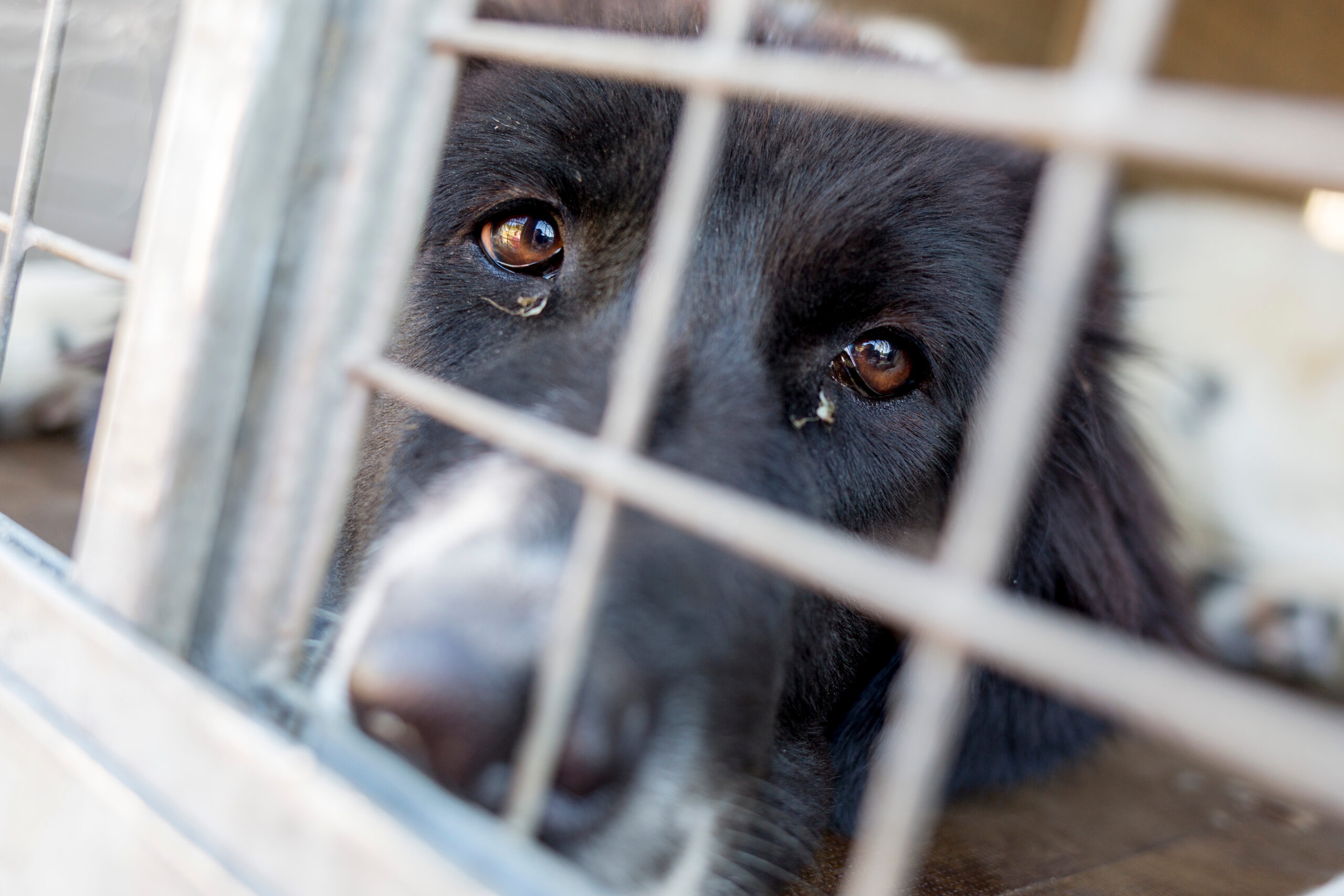 動物愛護法2025年改正:産業動物・虐待防止・取扱業の規制強化とは?