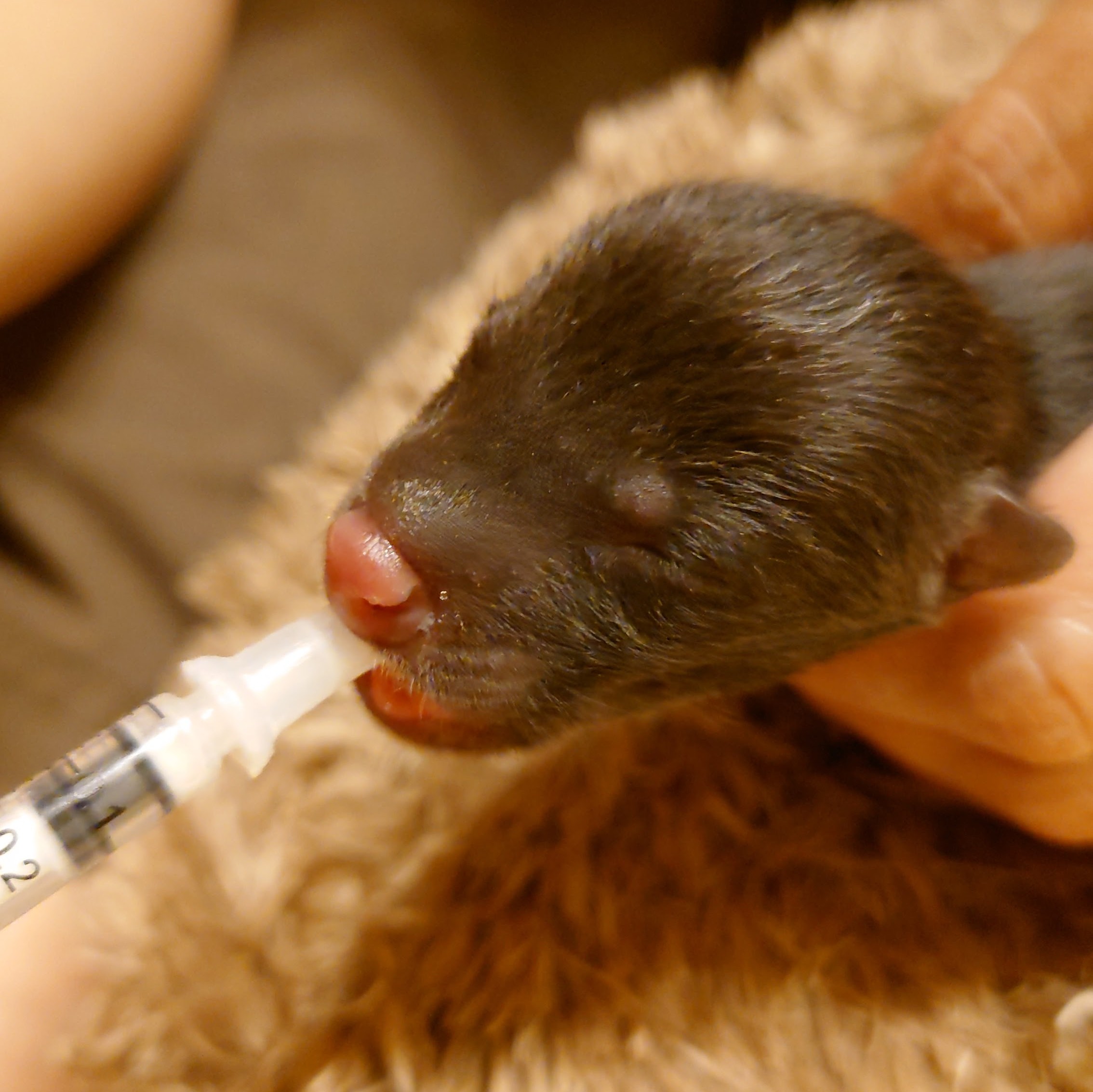初乳を飲めなかった動物たち…育児放棄・人工保育下における健康リスクと支援の在り方