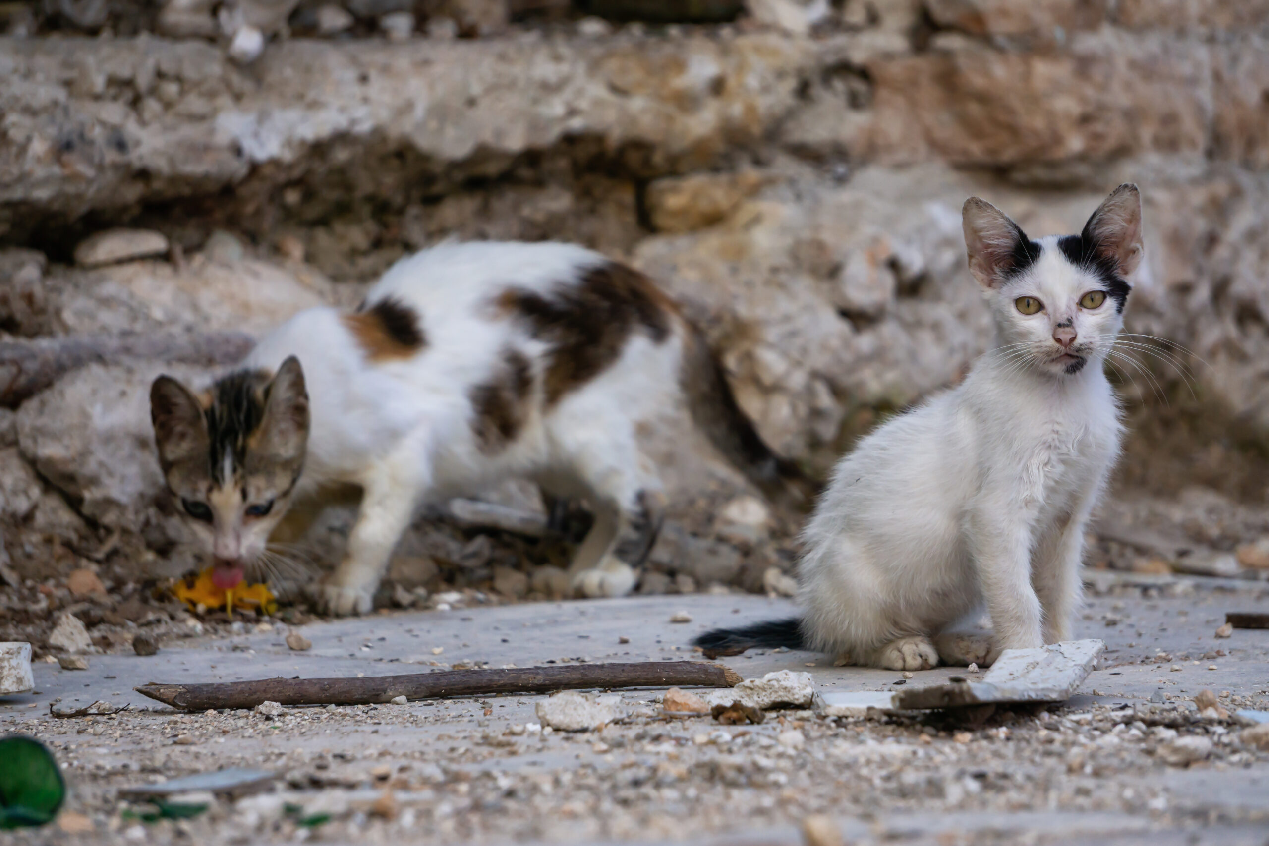 野良猫の子猫、生存率はわずか43% ― 猛暑が奪う命と私たちにできること