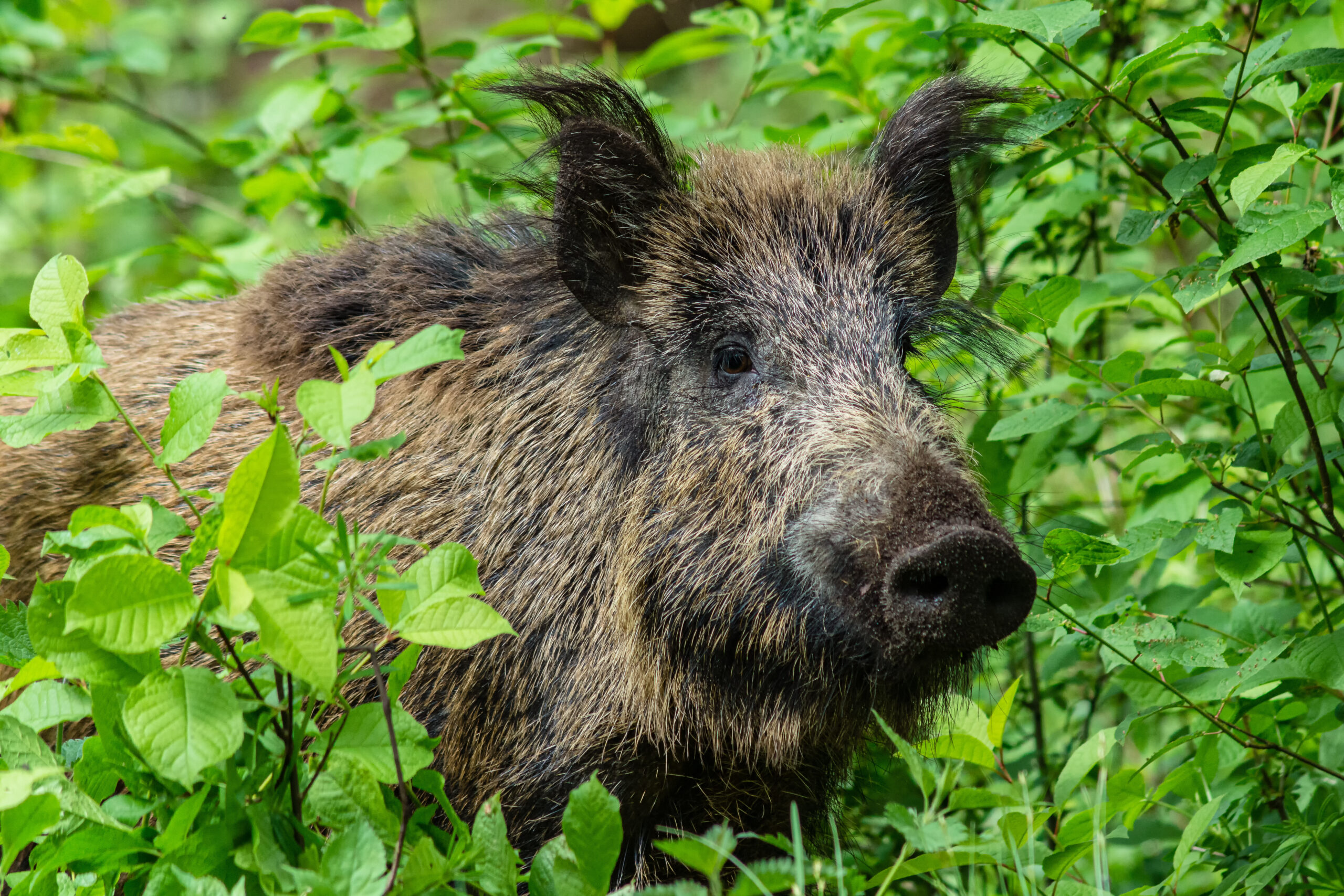 日本の野生動物問題まとめ｜クマ・シカ・イノシシ・外来種の現実