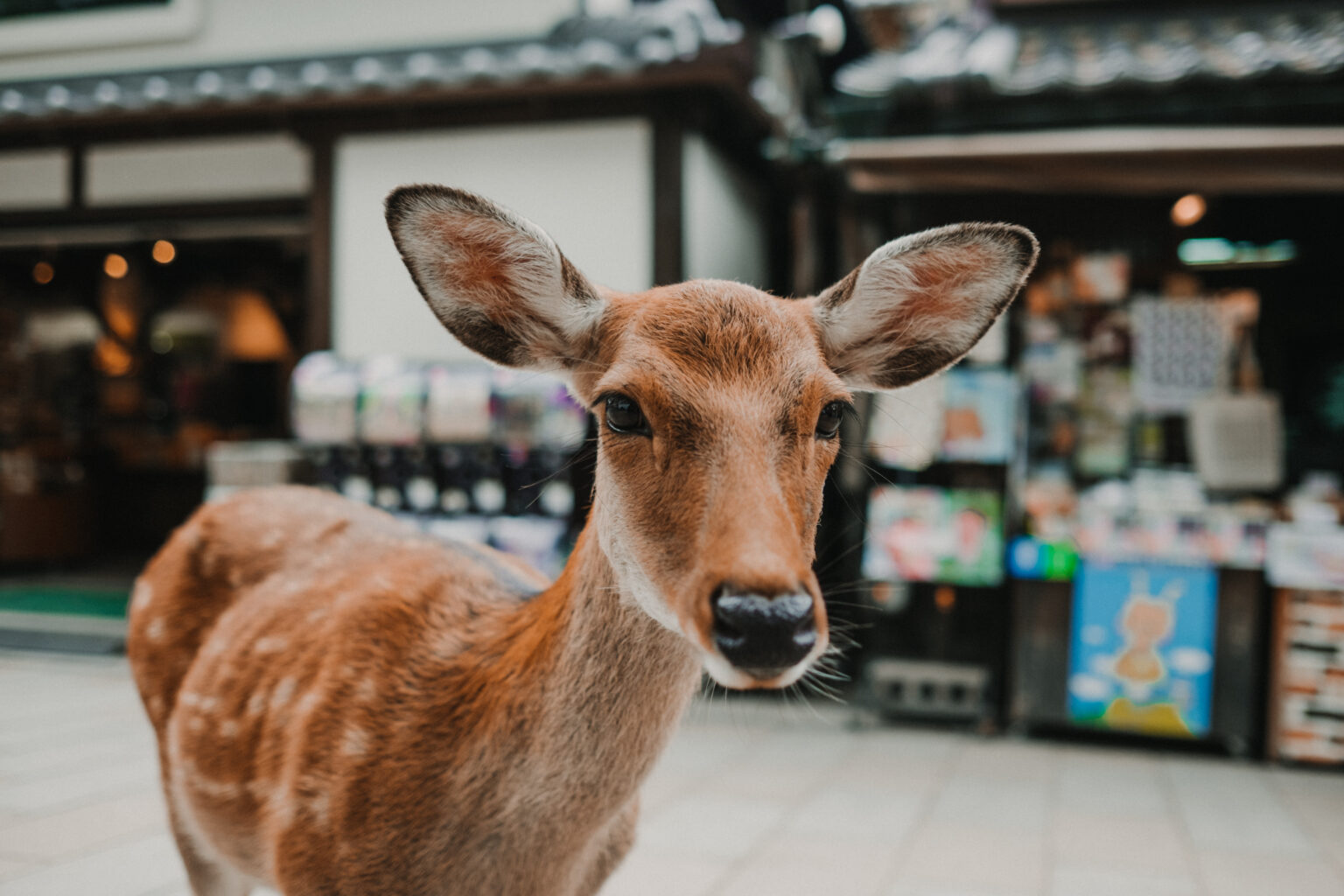 奈良のシカ問題 ― 野生か放し飼いか、その曖昧さが生む課題 | 動物