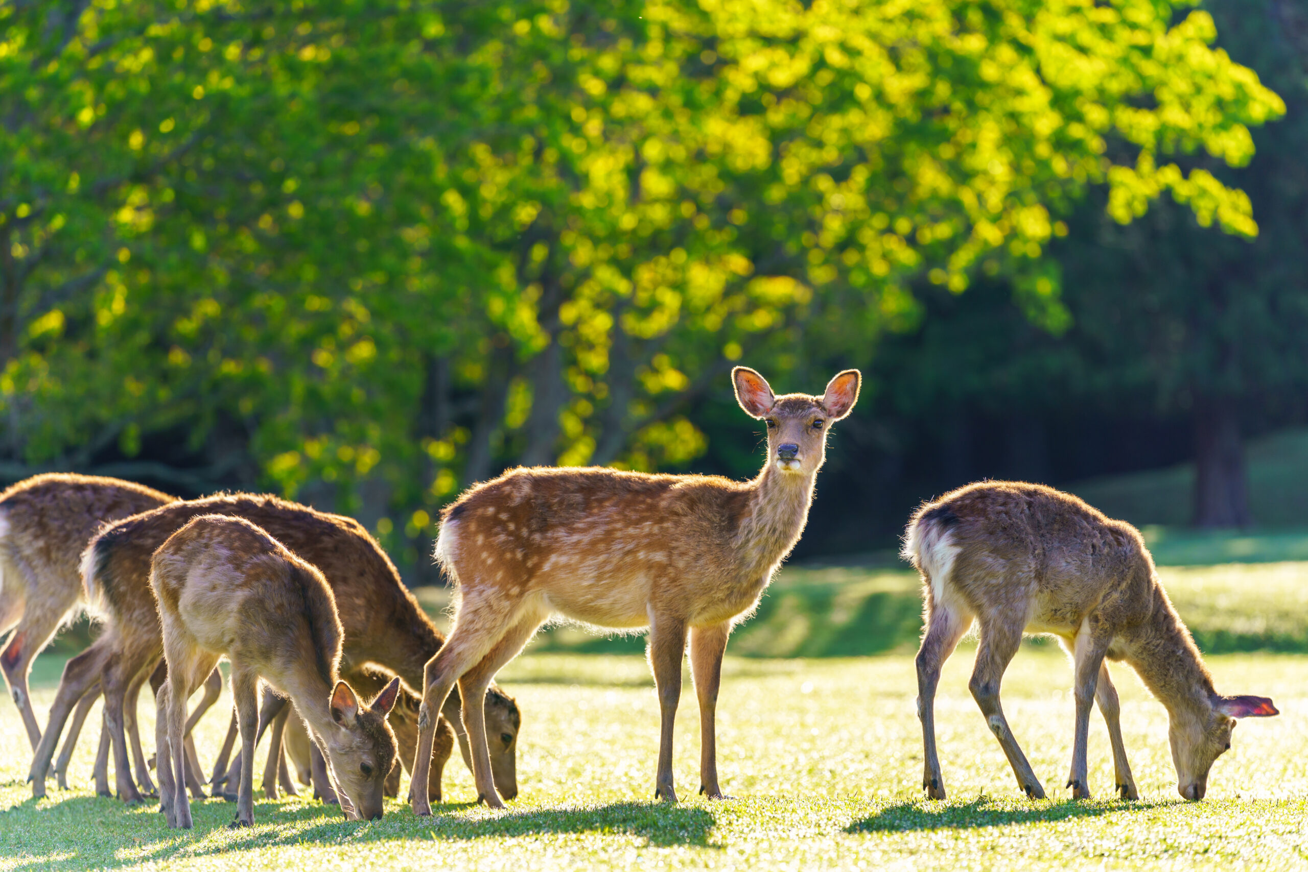 奈良公園の鹿問題｜放し飼いに見える環境が生む事故と共生の課題