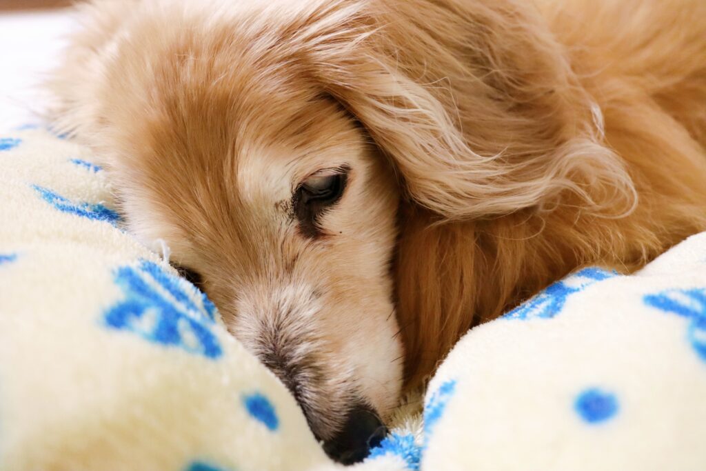 距離をとる日、寄り添う日──行動の“揺れ”に宿る終末期サインを読む