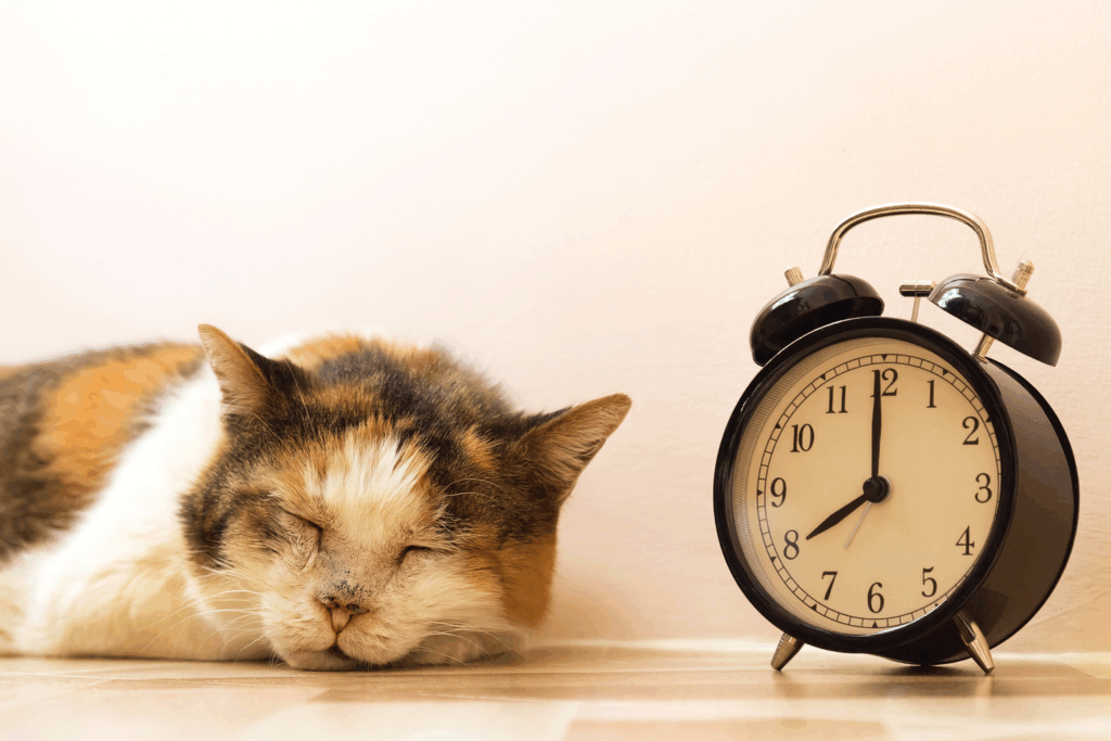 動物の一生を、人間の時間に重ねたときに見えてくるもの