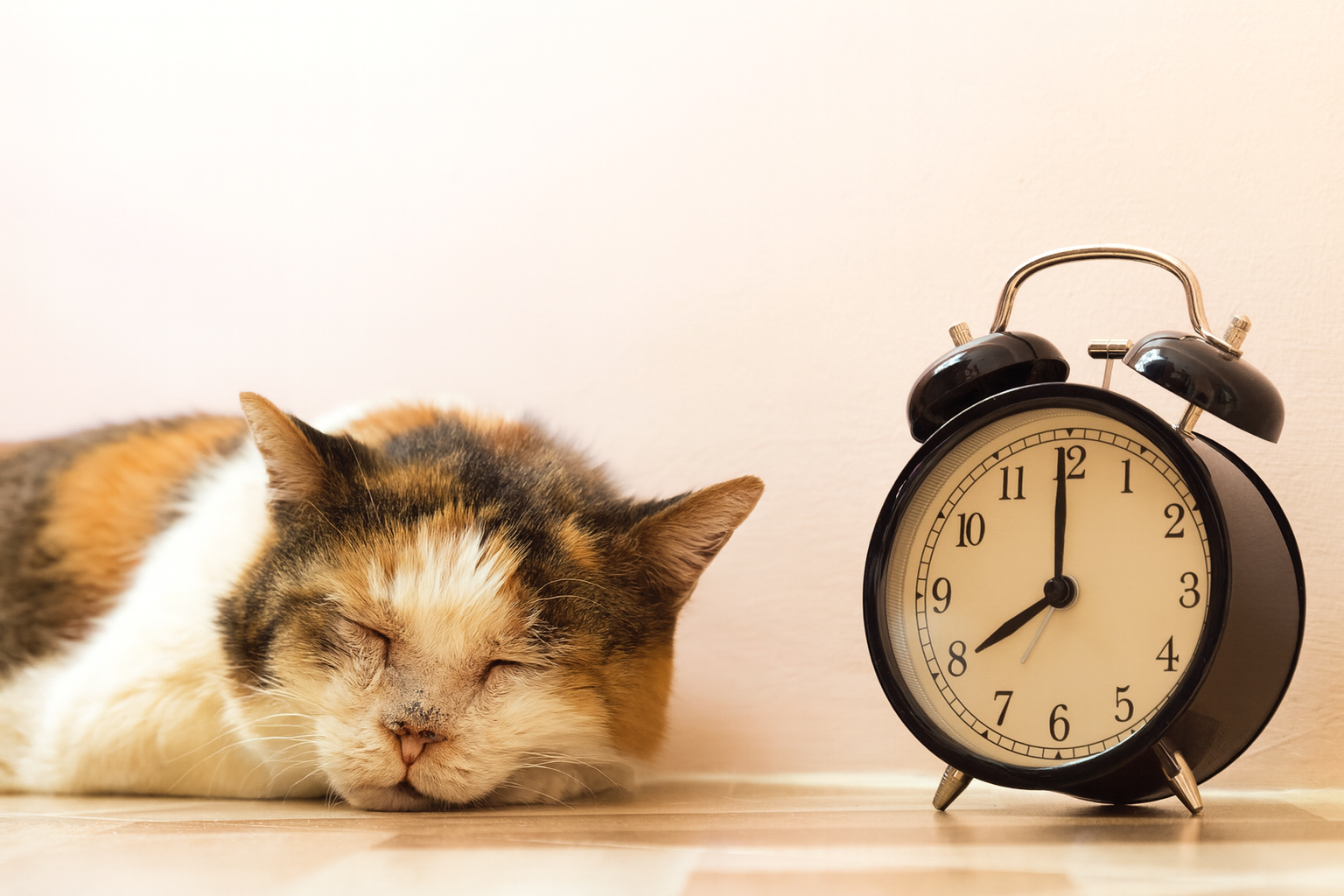 動物の一生を、人間の時間に重ねたときに見えてくるもの