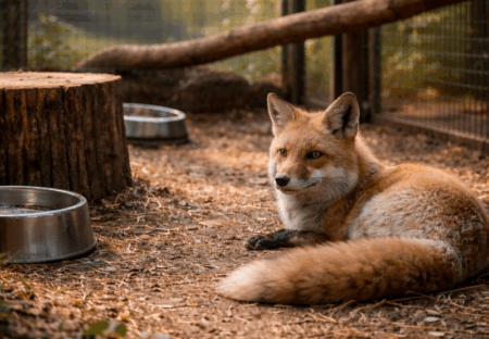 野生復帰できない命を「生かし続ける」ことは正解なのか― 動物福祉と終生飼養の現実