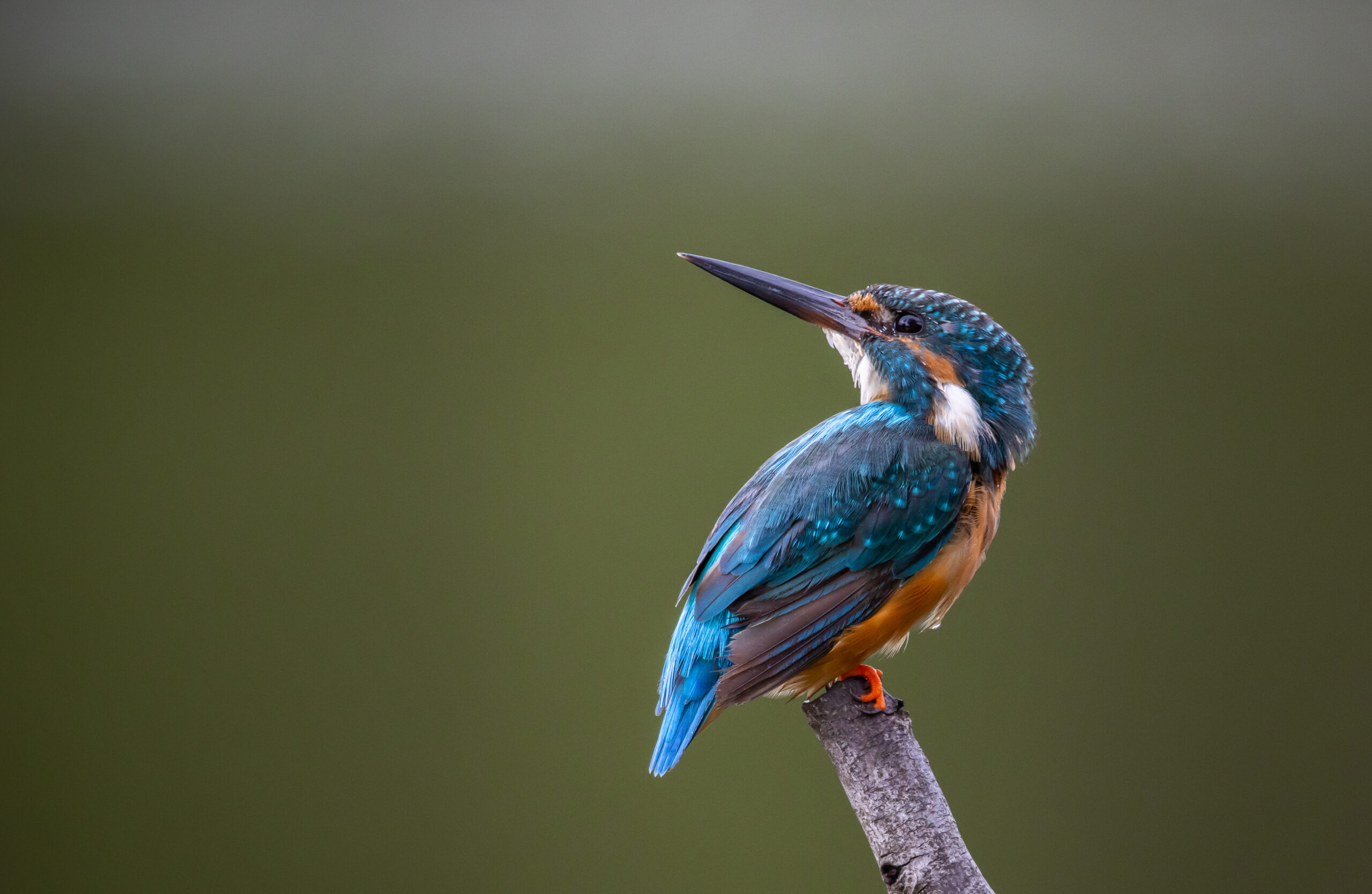 野生は、静かに入れ替わった…この10数年で日本の動物たちに起きている変化