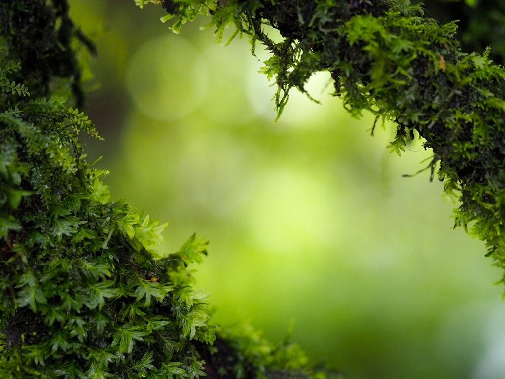 人間の常識が通用しない｜動物の血液型の世界―犬・猫・馬・霊長類まで“命を左右する初耳学”