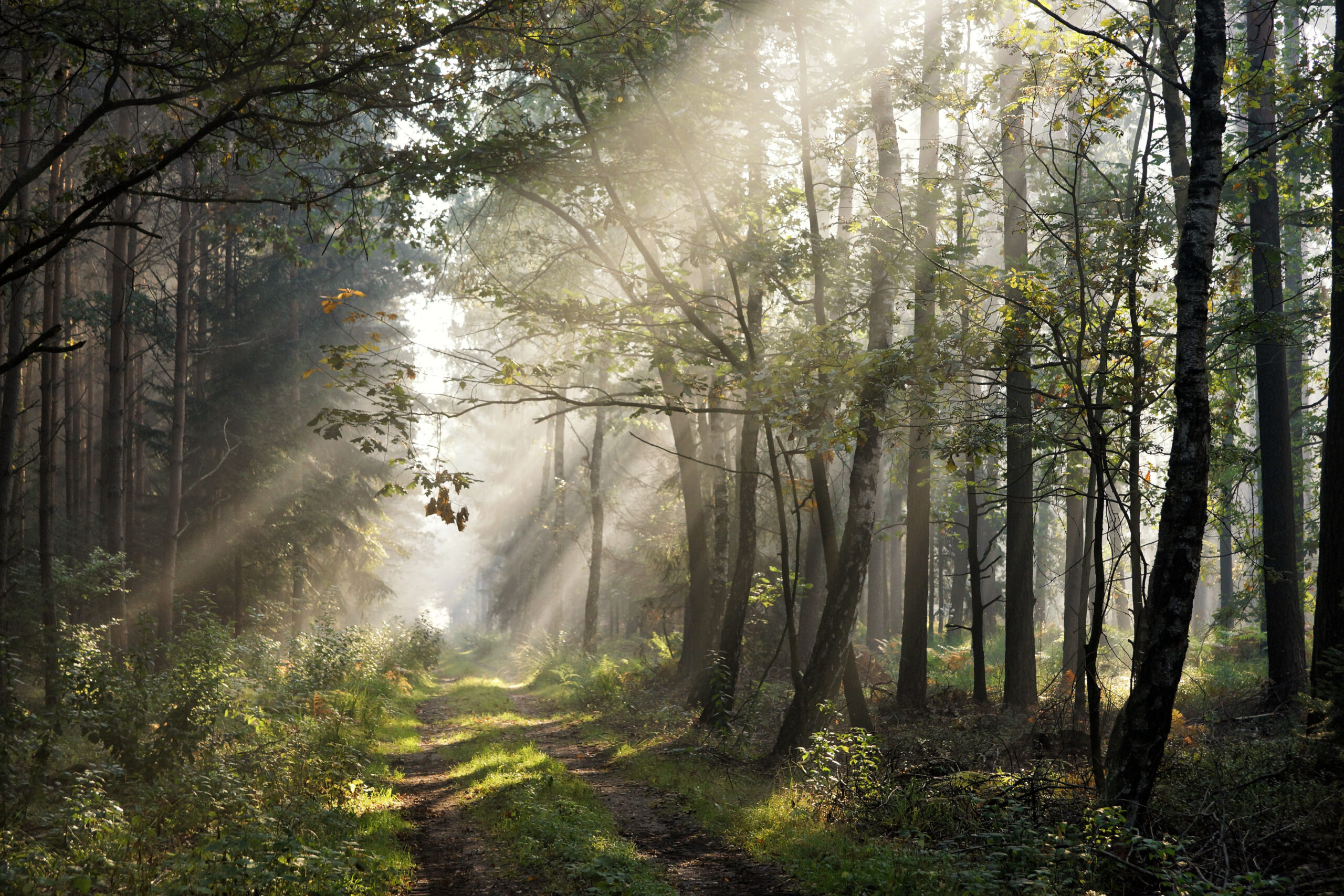 「何もしない」という選択は、なぜ誤解されるのか― 動物福祉で“治療しない判断”が叩かれてしまう理由