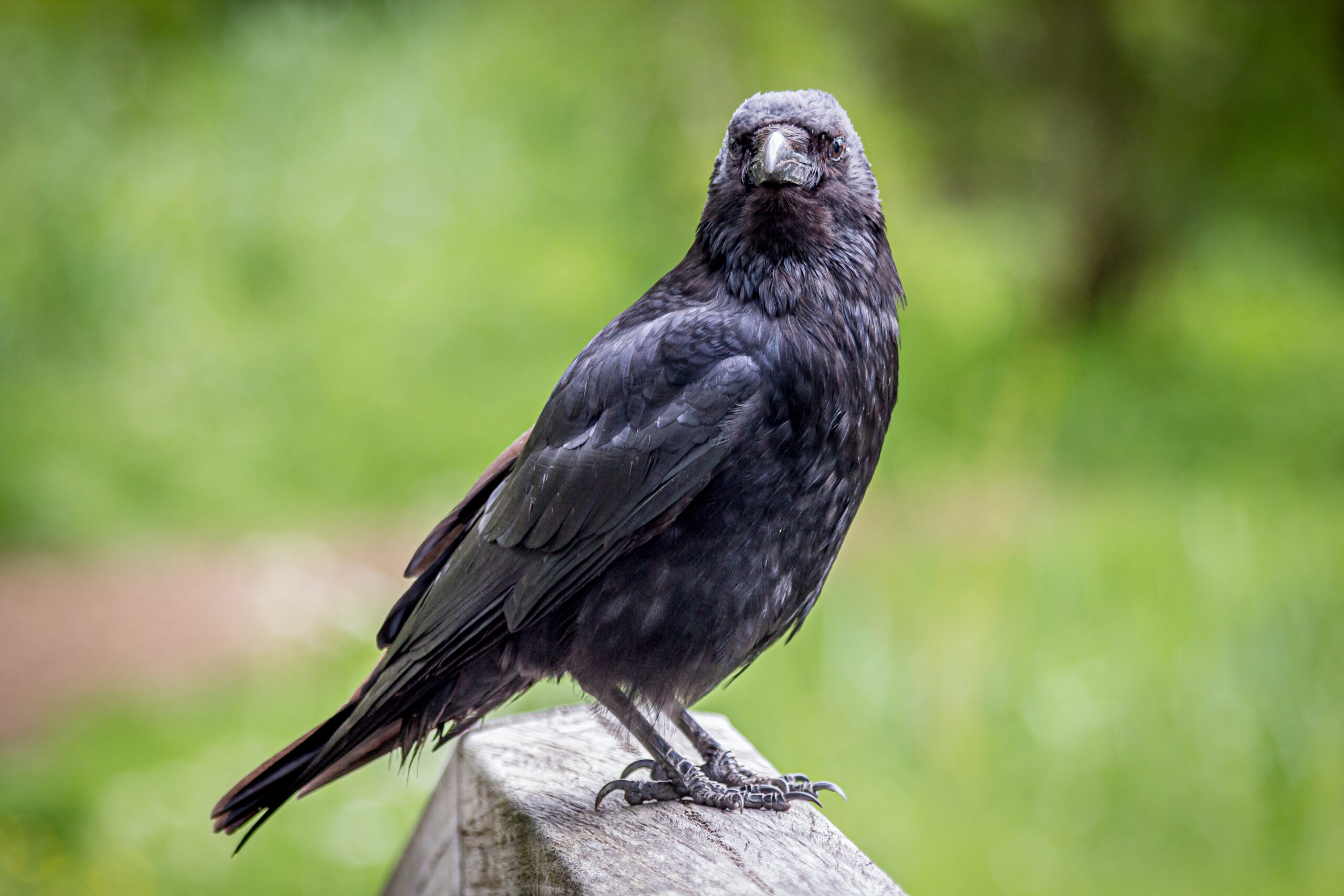 「かわいそう」は誰の感情なのか― 動物福祉で“擬人化”が判断を歪めてしまう理由