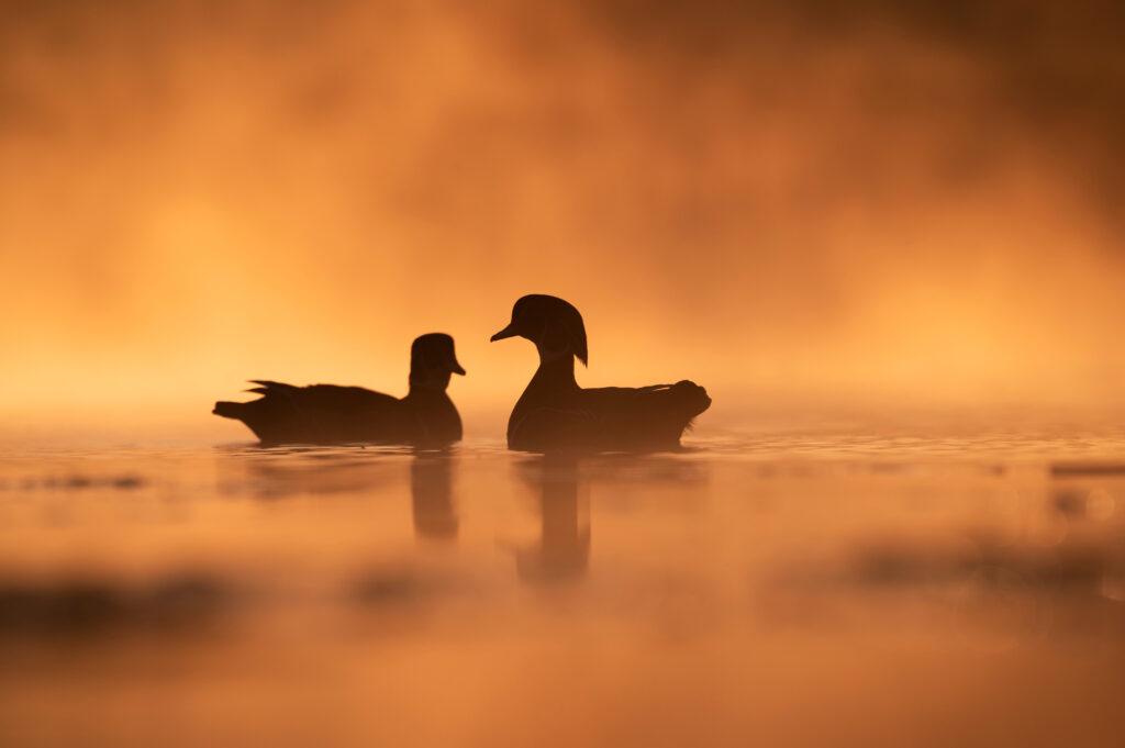 なぜ「治療しない判断」が動物福祉なのか｜野生動物医療における輸血と処置の限界