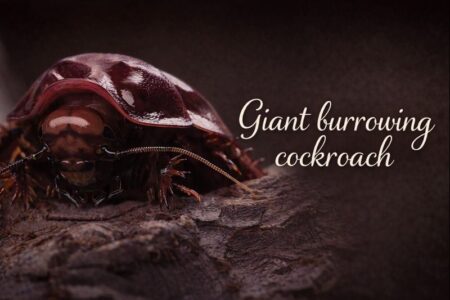 YMG ヨロイモグラゴキブリ完全養殖マニュアル