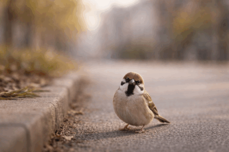 スズメ問題とは？減少の原因とフン・騒音・巣対策を専門家が徹底解説