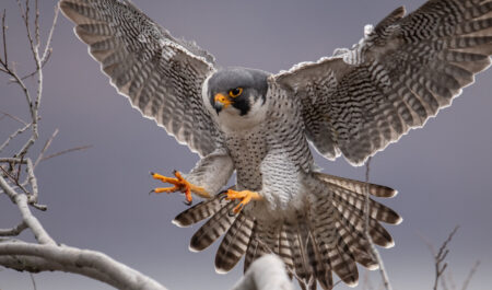 天然羽根素材とは？アクセサリーやハンドメイドに使われる天然フェザーの種類