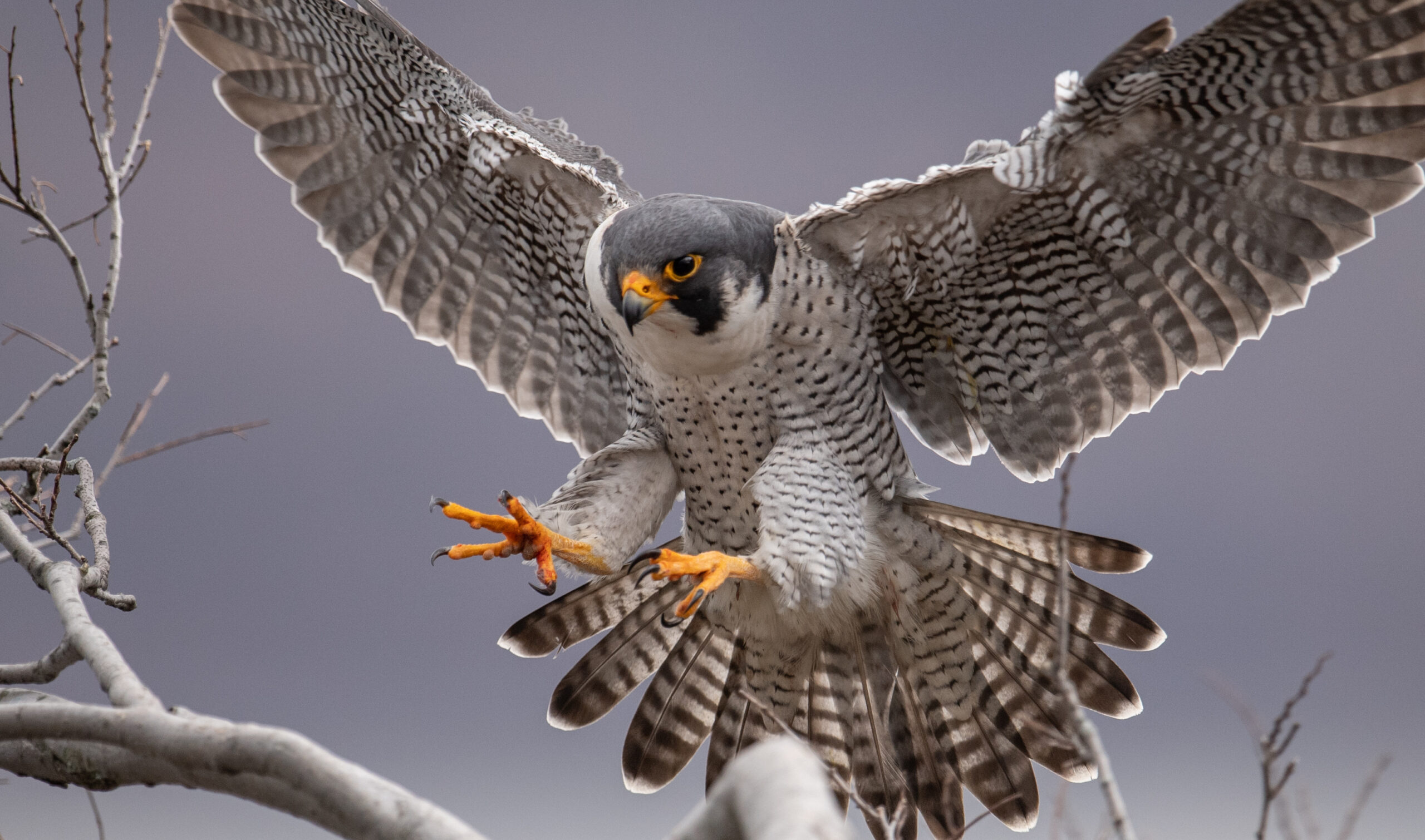 天然羽根素材とは?アクセサリーやハンドメイドに使われる天然フェザーの種類