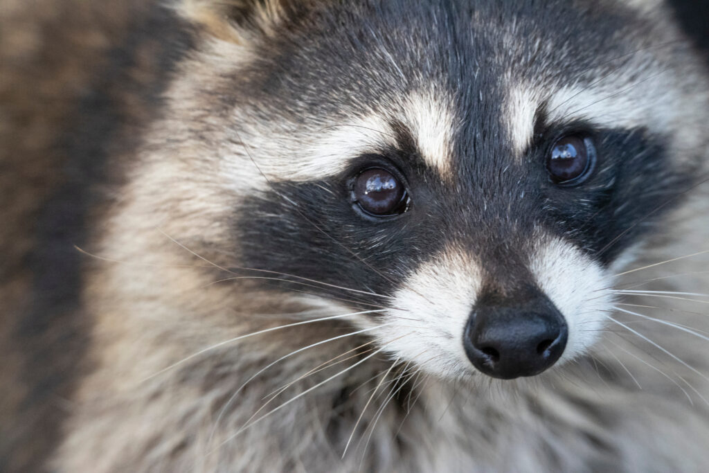 アライグマとは？タヌキとの違い・被害・感染症・見分け方まで動物行動学の視点で解説