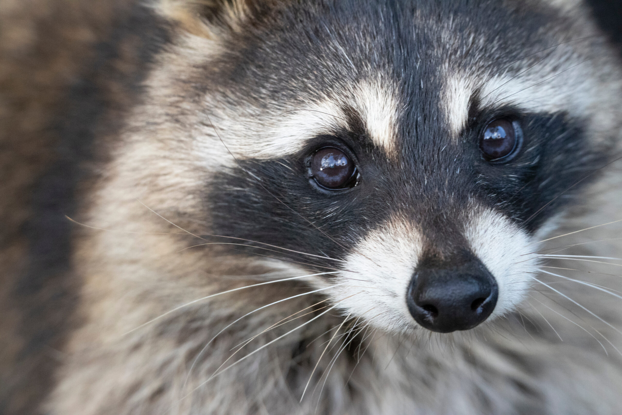アライグマとは？タヌキとの違い・被害・感染症・見分け方まで動物行動学の視点で解説