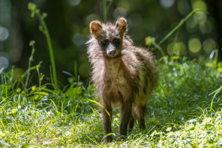 タヌキの疥癬とは？脱毛する理由、感染経路、治療、野生個体群への影響まで徹底解説