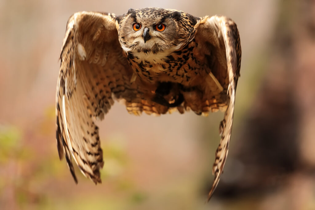 猛禽類の羽根とは？タカ・ワシ・フクロウの天然羽根素材