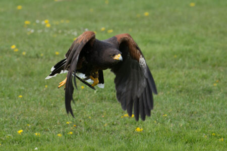 タカの羽根とは？天然羽根素材としての特徴