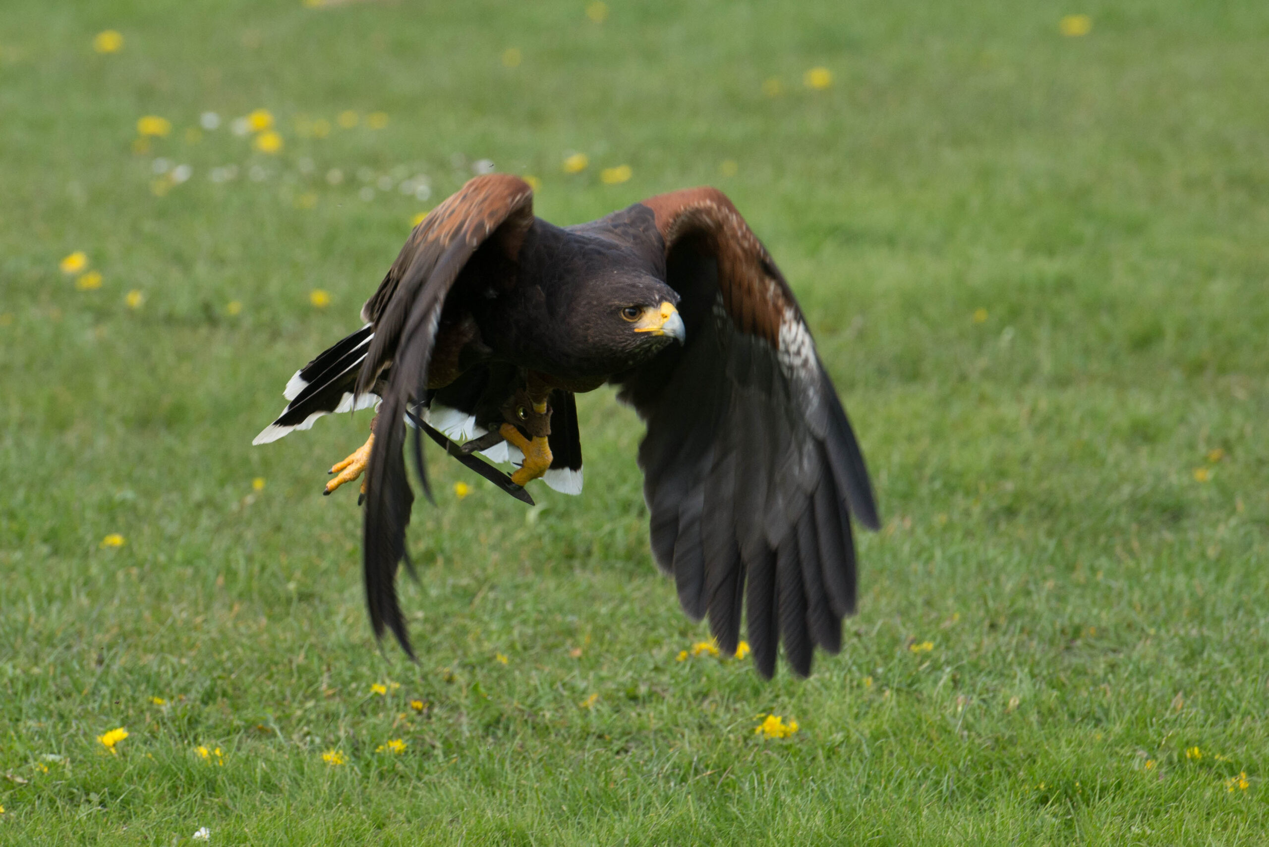 タカの羽根とは？天然羽根素材としての特徴