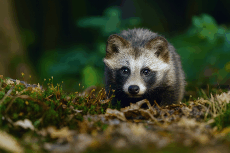 タヌキの癇癪（かんしゃく）と癲癇（てんかん）